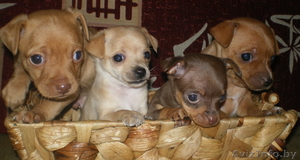 продажа той-терьеров.  #533286