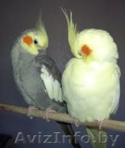 Карелла птенцы   #530182