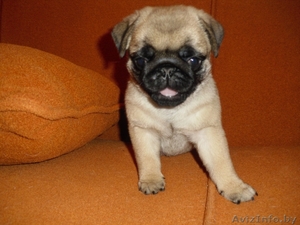 Очаровательные щенки мопса #554653