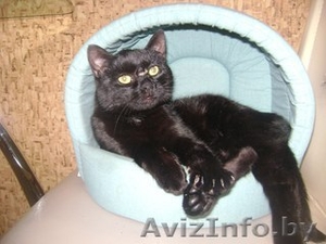 Котик Шахтер ищет хозяев!!! #523283