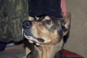 девочка породы доберман ищет хозяев!!! #529735