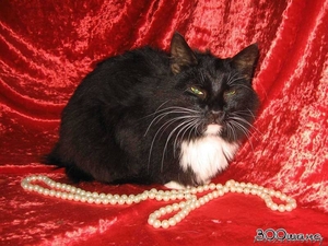 МУРЛЕ - черно-белая кошка #537487