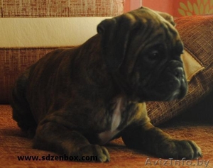 Щенки немецкого боксера питомник от чемпионов #557054