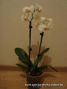 Орхидея фаленопсис дендробиум ванда #541466