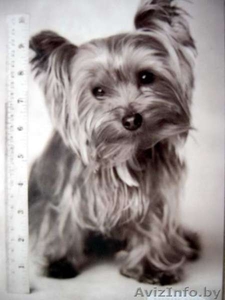 Пропала собака  #551093