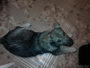  отдам в дар щенка  неизвестной породы  #543352