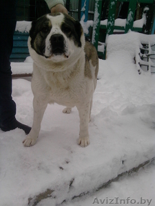 Среднеазиатская овчарка  #531970