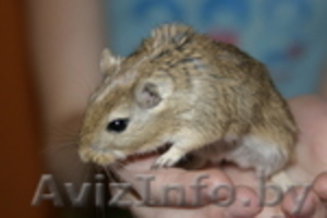 продам монгольских песчанок ,  окрас золотой агути #527674