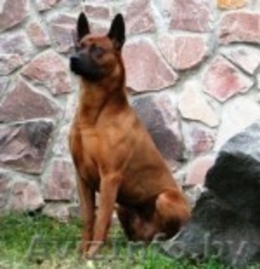 Продам Щенков Тайский Риджбек  #546089