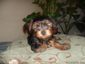 Продается щенок екширского терьера (мальчик) #545847