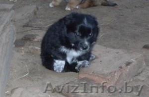 Отдам щенка девочку в хорошие руки #520318