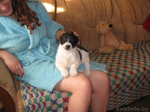 Замечательный щенок в хорошие руки даром #553885