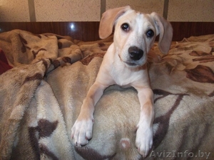 Отдам в дар щеночка #557436