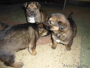 Щеночкив добрые и надёжные руки! #553335