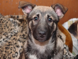 щенок 5 месяцев #532830