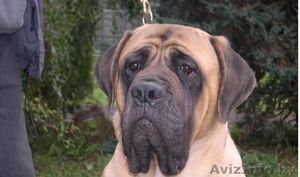 Девочка Американский Мастиф  в дар #554627