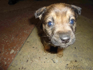 Чудные щенули в добрые руки! #548827