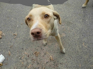 ПРОПАЛА СОБАКА!!! #553984