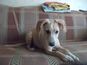 Очаровательный щеночек в дар!!! #540295