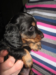 Щенки карликовой длинношерстной таксы #540179