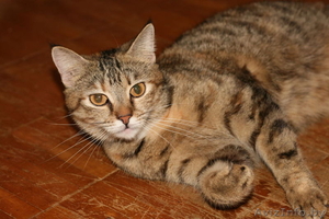 Василиса-красавица #567950