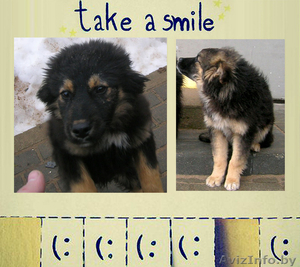 Два очаровательных щенка в дар! девочка и мальчик #577963