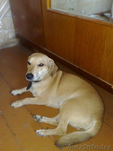 найдена собачка #593794