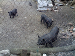 Продам поросят вьетнамской травоядной вислобрюхой породы  #593833