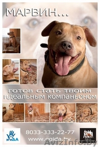 Американский стаффордшир терьер в добрые руки #579811