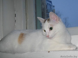 Белый котенок (10 мес.) с полосатым хвостом - кошка Василиса в дар #526679