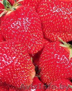 Рассада клубники #592020