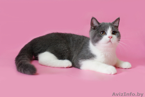 Шотландских вислоухих #603093