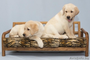 предлагаем щенков лабрадора #595603