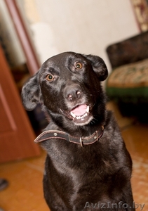Альма-метис черной овчарки! #575848