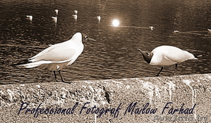 Продаю канареек .Готовая пара. #564296