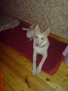 Где ты мой новый хозяин? #563118