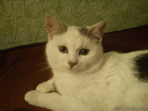 Пропал кот Би Моль #564170