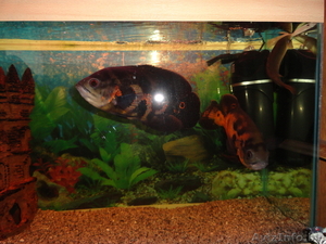 Астронотусы продам (двух) #584984