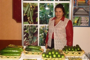 Семена огурца от селекционера! #594998