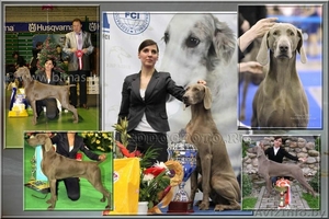 Веймарская легавая щенки..!! #598673