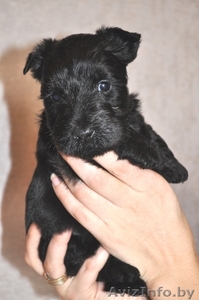 СКОТЧ-ТЕРЬЕРА ЩЕНКИ из племенного питомника #592132