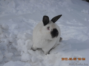 кролик калифорнийский #569860