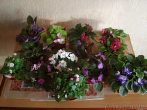 Сортовые фиалки #560988