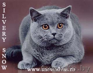 Продам кот британец #603758