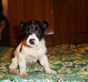 Чудесный щенок цвета далматинца в дар!:) #563185