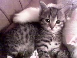 красивые, игривые и оченьмилые котята  #568592