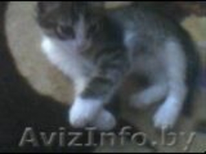Дарю котят бесплатно #593920