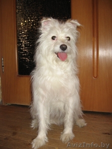 Маленький Бим (в хорошие руки) #583097