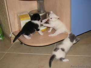 Продам красивых котят (скоттиш фолд,  скоттиш страйт) #592784