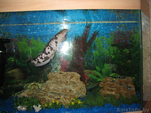  Продаётся сoм Клариус  #576033